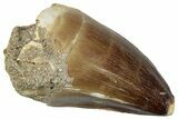 Fossil Mosasaur (Prognathodon) Tooth - Morocco #259995-1